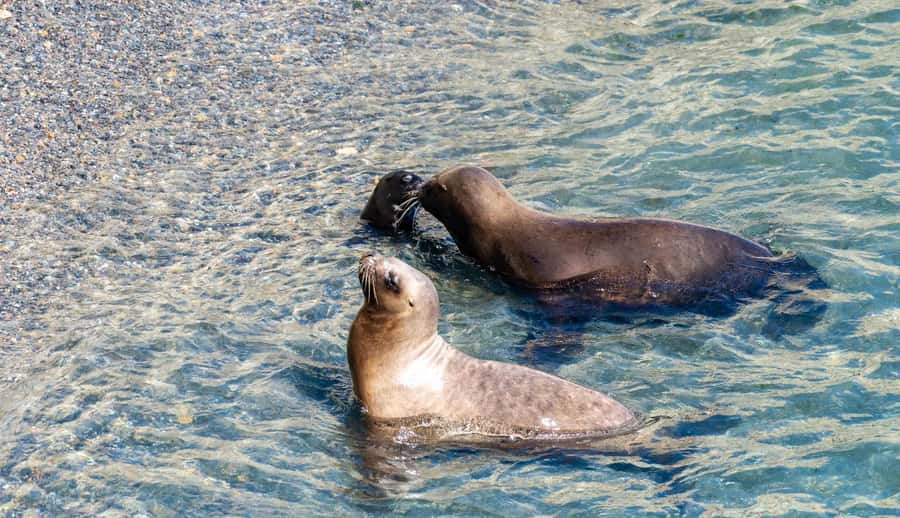 Puerto Madryn: Punta Loma Shore Excursion - Key things to know before you go