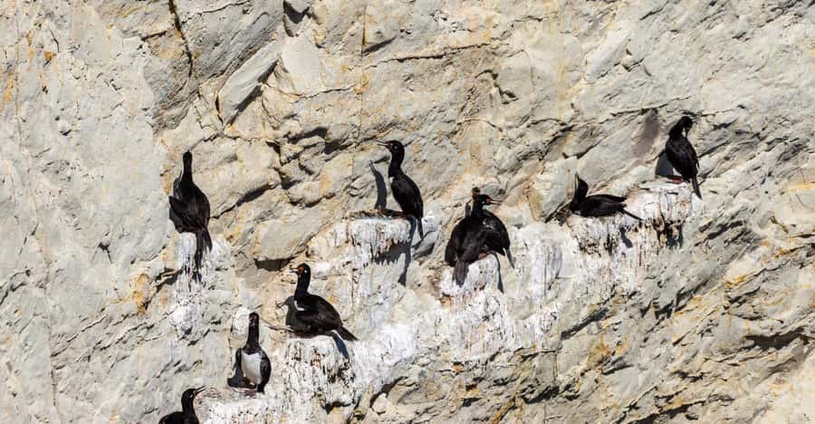 Puerto Madryn: Punta Loma Shore Excursion - Birdlife on the cliffs: cormorants and the nesting spots