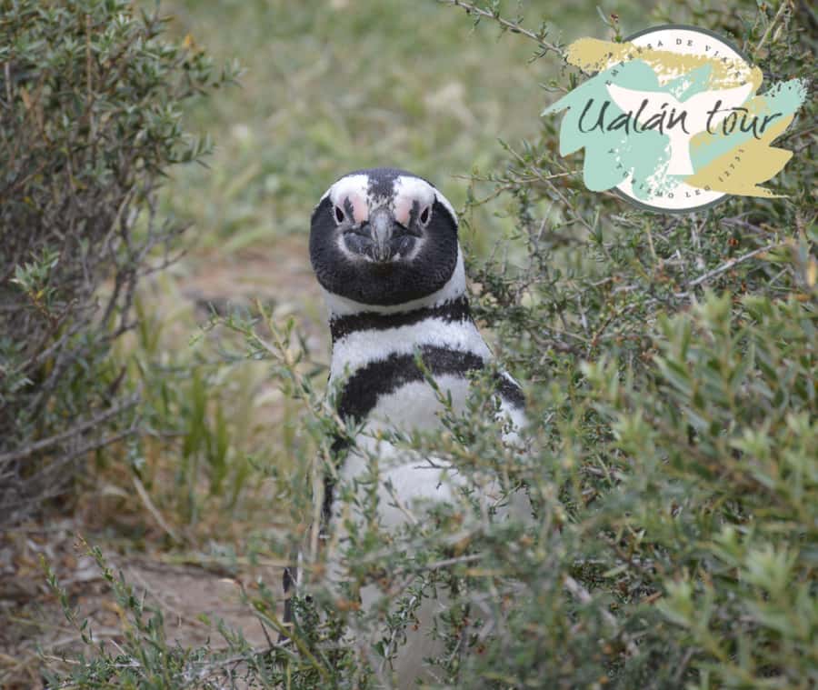 Puerto Madryn: Punta Tombo Shore Excursion for Cruise Guests - Key things to know before you go