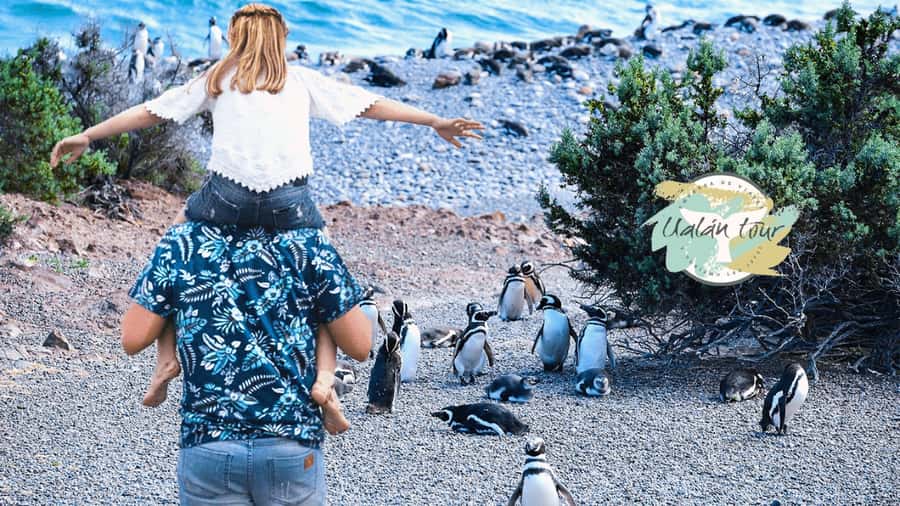 Puerto Madryn: Punta Tombo Shore Excursion for Cruise Guests - Why Punta Tombo is one of Argentina’s best penguin encounters