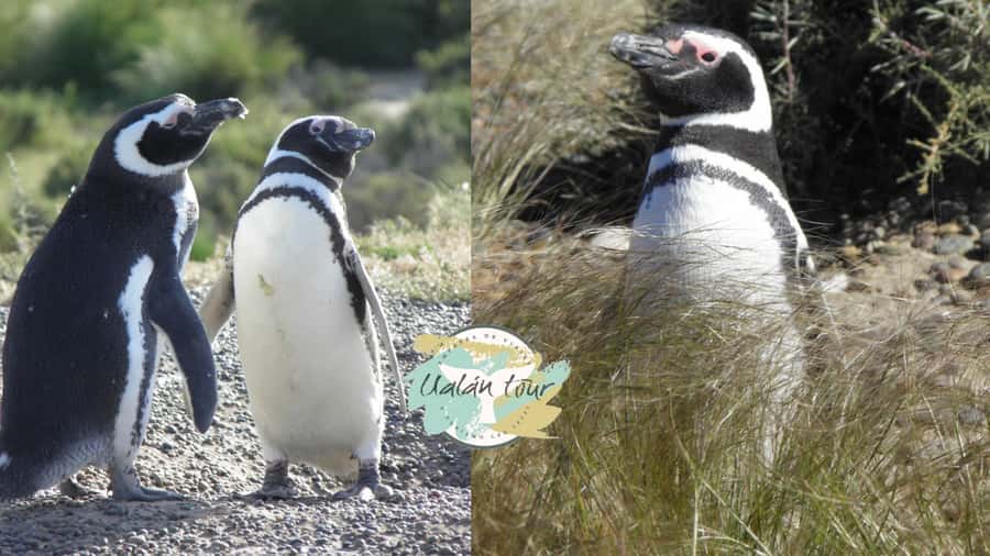 Puerto Madryn: Punta Tombo Shore Excursion for Cruise Guests - The reserve entrance fee: what’s included and what you must budget