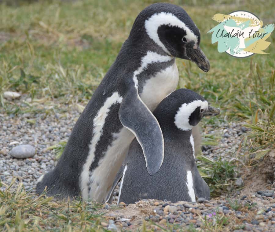 Puerto Madryn: Punta Tombo Shore Excursion for Cruise Guests - The guided penguin walk: how your time inside the colony works