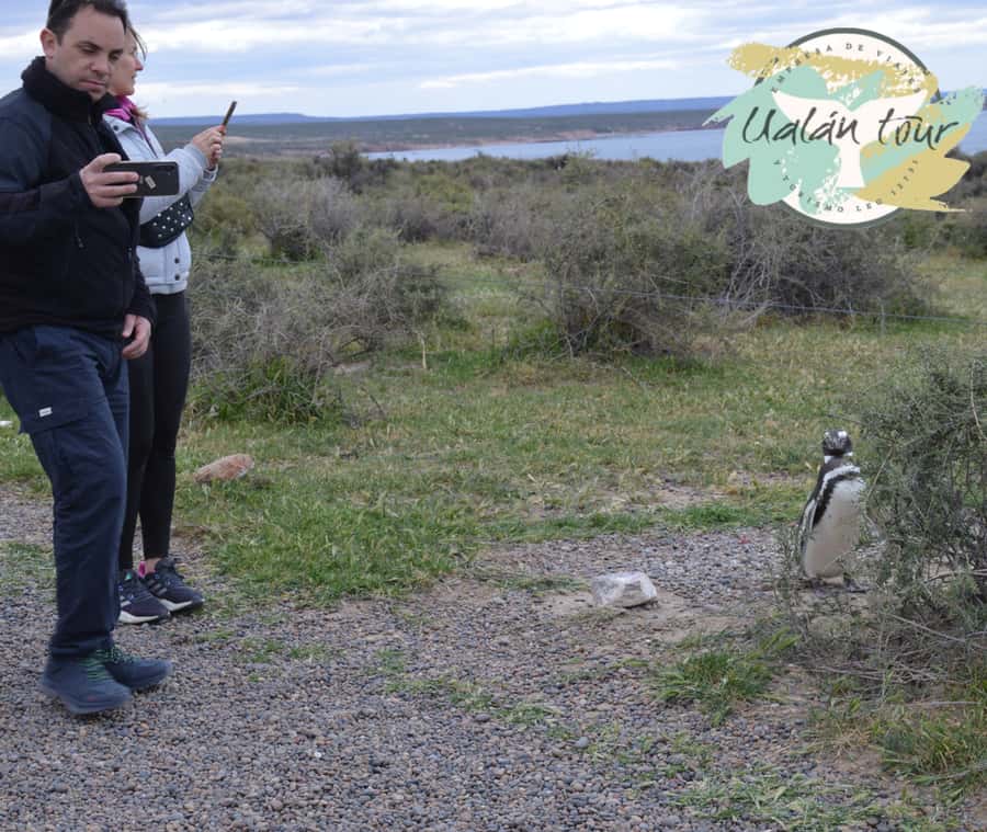 Puerto Madryn: Punta Tombo Shore Excursion for Cruise Guests - Wildlife beyond penguins: what else you might spot