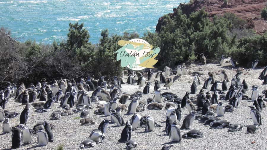 Puerto Madryn: Punta Tombo Shore Excursion for Cruise Guests - Transport comfort: A/C van vs. the reality of a cruise-day seat