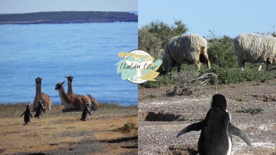 Puerto Madryn: Punta Tombo Shore Excursion for Cruise Guests - What to wear and pack (and what will get you stopped)