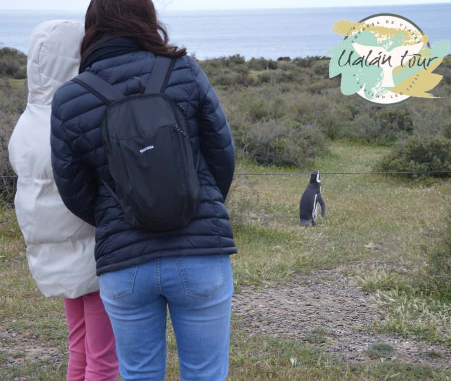 Puerto Madryn: Punta Tombo Shore Excursion for Cruise Guests - Value check: does $90 make sense for a 6-hour cruise excursion?