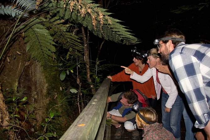 Puketi Rainforest Guided Walks .This is not a Shore Excursion product . - Key things worth knowing before you go