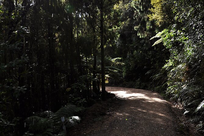 Puketi Rainforest Guided Walks .This is not a Shore Excursion product . - Waterfalls and the river: where the scenery really changes