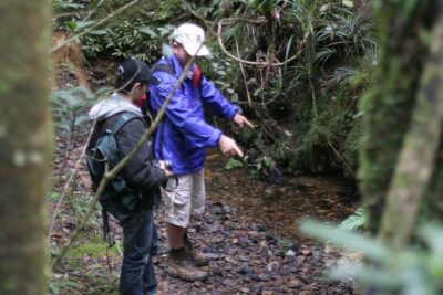 Puketi Rainforest Guided Walks .This is not a Shore Excursion product . - What you’ll learn along the trail: birds, plants, and conservation
