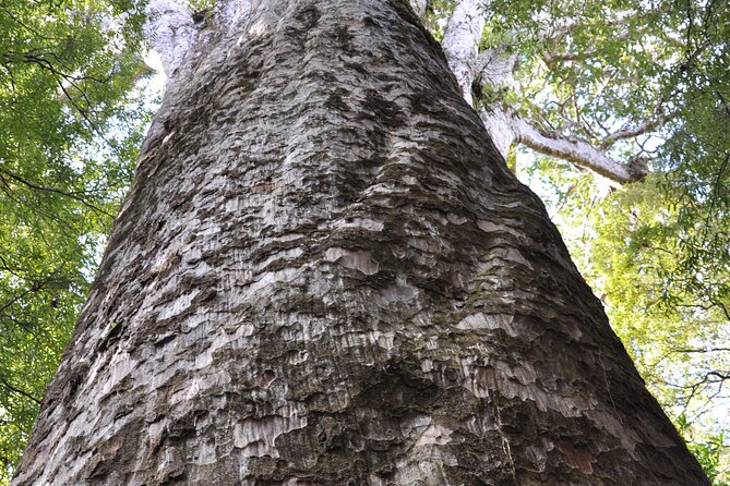 Puketi Rainforest Guided Walks .This is not a Shore Excursion product . - Half-day versus full-day: choosing the right effort