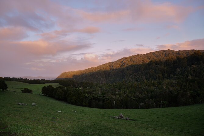 Puketi Rainforest Guided Walks .This is not a Shore Excursion product . - Night walk with headlamp: listening for kiwi and watching bats