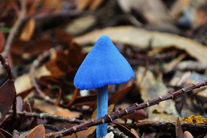 Puketi Rainforest Guided Walks .This is not a Shore Excursion product . - Small-group travel from Ōkaihau: logistics that keep the day sane
