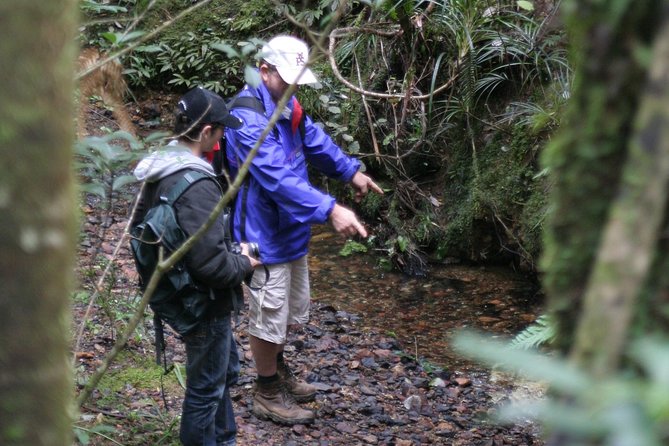 Puketi Rainforest Guided Walks .This is not a Shore Excursion product . - What you’ll learn along the trail: birds, plants, and conservation