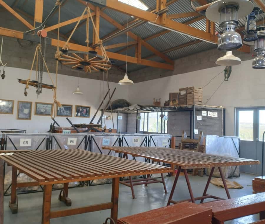 Punta Loma + Ranch Shore Excursion for cruise passengers - Sheep Shearing Demonstration: A Working Tradition You Can Watch