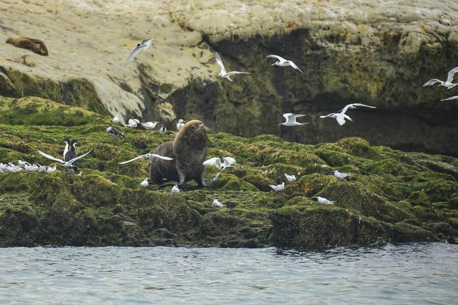 Punta Loma Shore Excursion with City tour - Timing matters: November harems, December–January newborns
