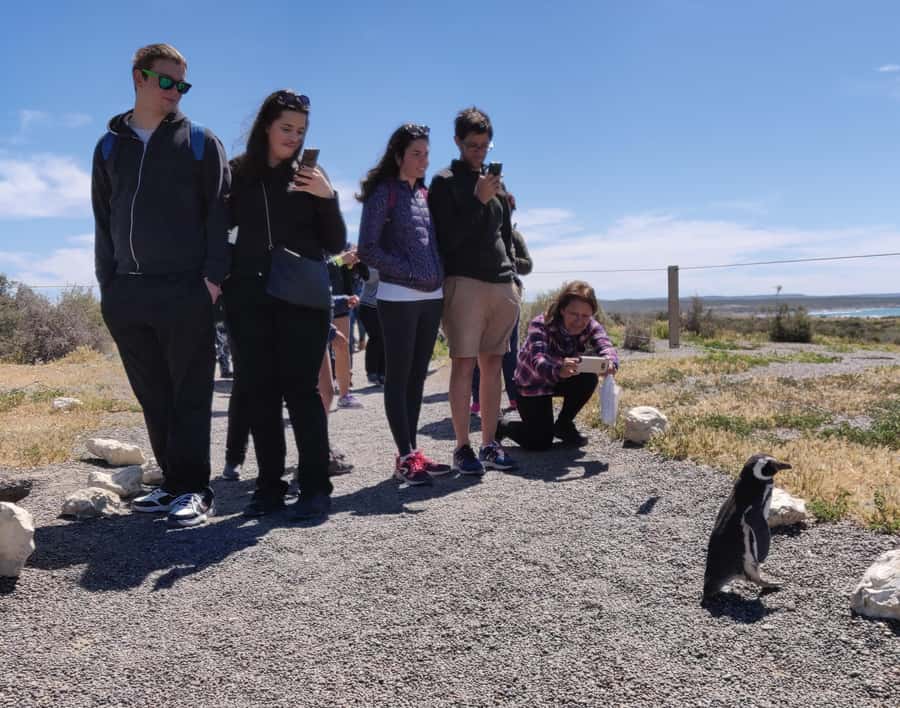Punta Tombo Cruise Shore Excursion - Walk among penguins - Key Things That Make This Penguin Walk Work