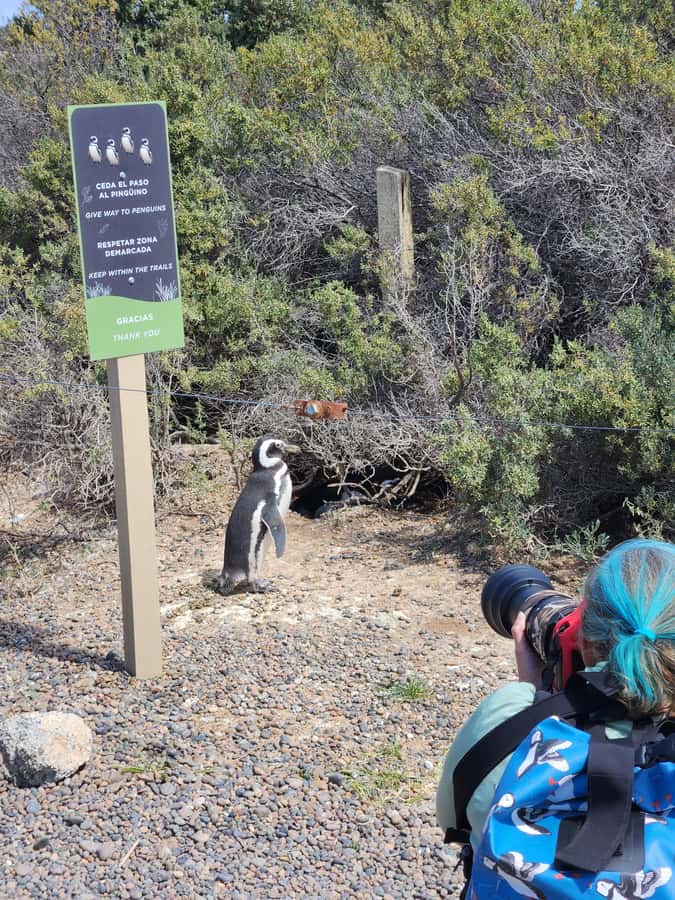 Punta Tombo Cruise Shore Excursion - Walk among penguins - Arrival and the Interpretation Center: Learn the Penguin Story First