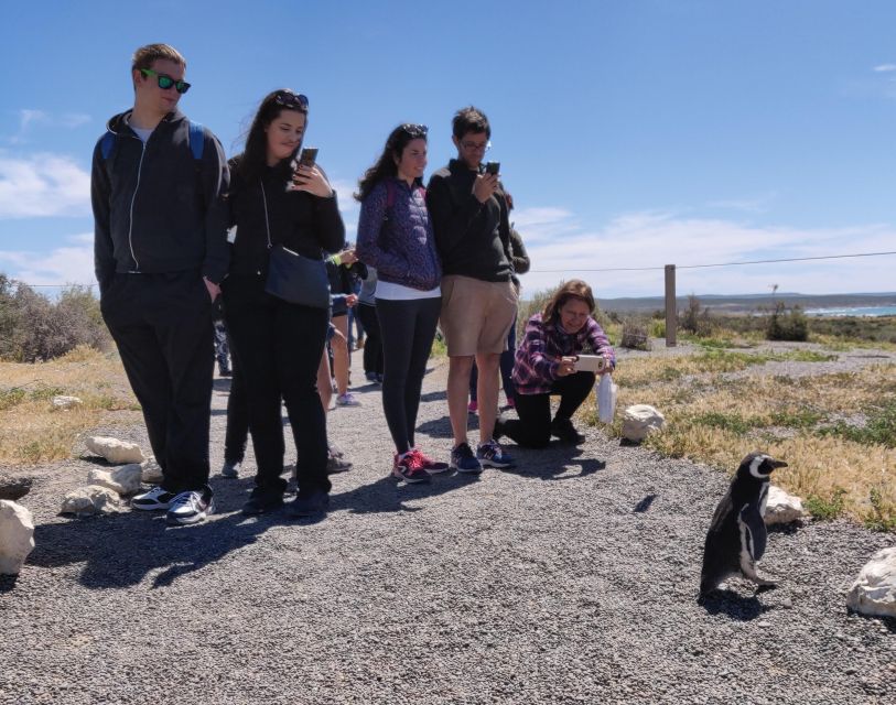Punta Tombo Cruise Shore Excursion - Walk among penguins - Who Should Book This Penguin Excursion (and Who Might Think Twice)