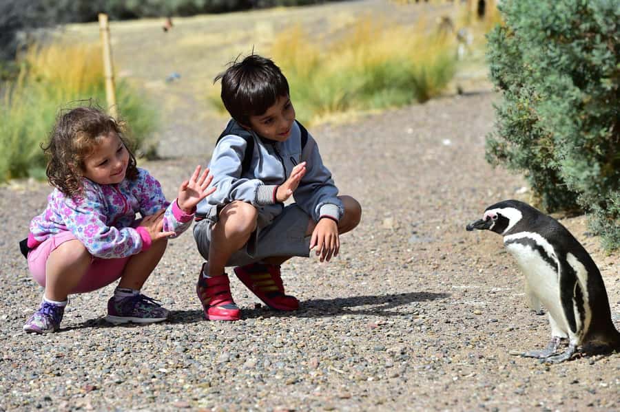 Punta Tombo Shore Excursion for Cruise Passengers + City - The reserve visit: how you’ll spend the main 105 minutes