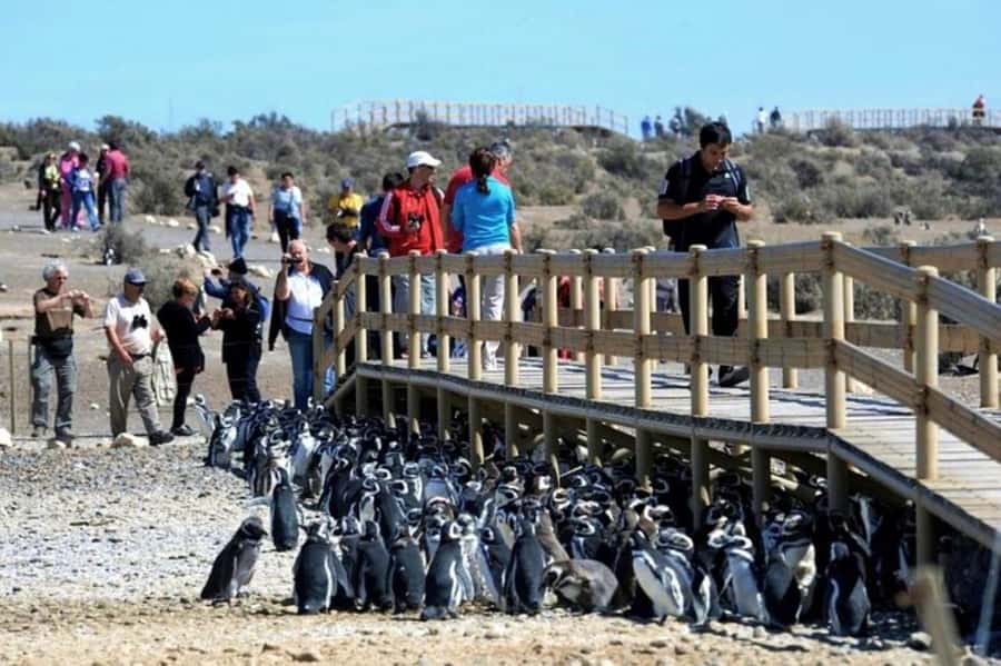 Punta Tombo Shore Excursion for Cruise Passengers + City - Puerto Madryn city tour: what you get only if there’s time