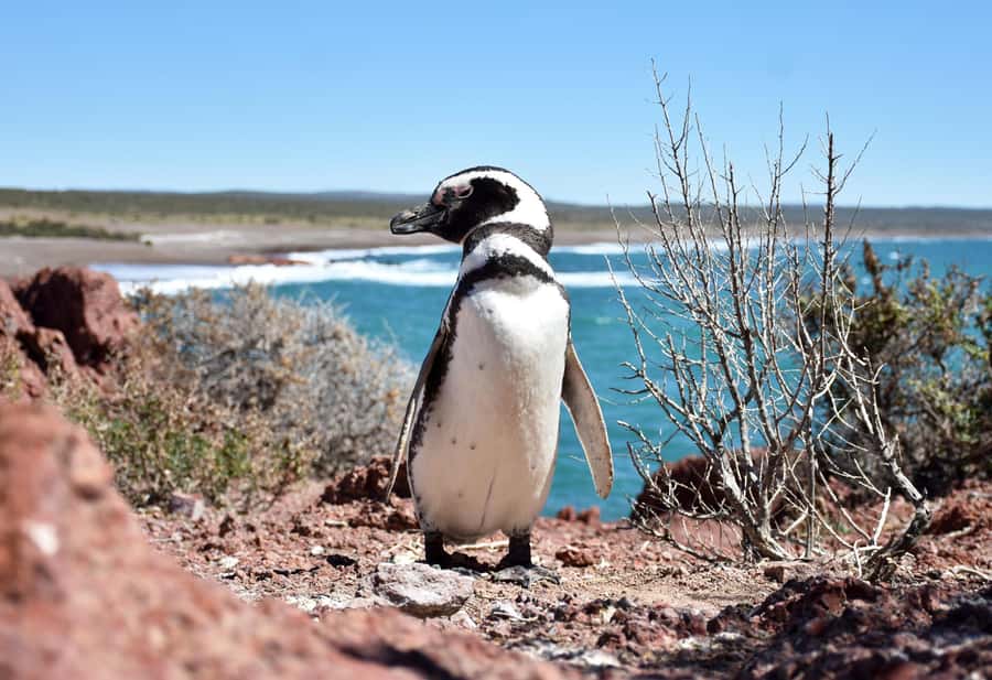 Punta Tombo Shore Excursion for Cruise Passengers + City - Who should book this Punta Tombo + city day