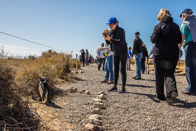 Punta Tombo Shore Excursion w/box Lunch(Shared tour for cruises) - The Reserve Entrance Moment: How You Get the Best Penguin Views