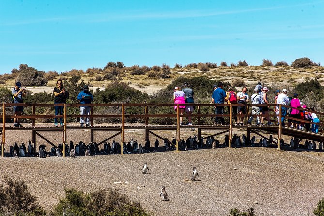 Punta Tombo Shore Excursion w/box Lunch(Shared tour for cruises) - Watching Penguins Smarter: What to Look For