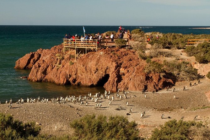 Punta Tombo Shore Excursion w/box Lunch(Shared tour for cruises) - Punta Tombo Admission and the Real Cost: Is $135 Good Value?