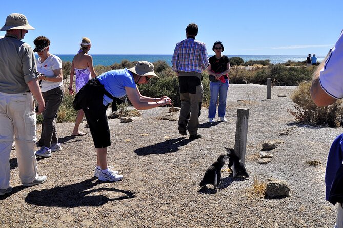 Punta Tombo Shore Excursion w/box Lunch(Shared tour for cruises) - Who This Excursion Suits Best (and Who Might Want Another Plan)