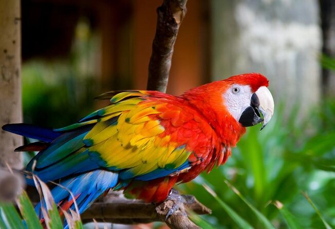 Puntarenas Shore Excursion: Rainforest Skywalk & Tarcoles River - Key things to know before you go