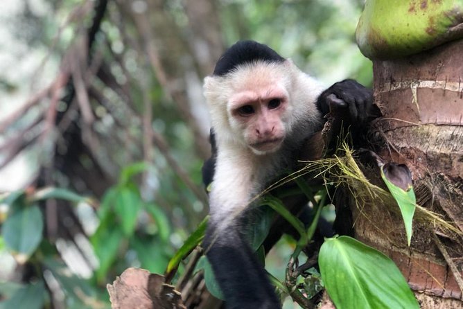 Puntarenas Shore Excursion: Rainforest Skywalk & Tarcoles River - Santa Lucia and El Jardín de Orotina: souvenirs with a nature-day rhythm
