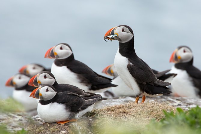 Reykjavik Shore Excursion: Puffin Sightseeing Cruise - Quick take on the Puffin Sightseeing Cruise