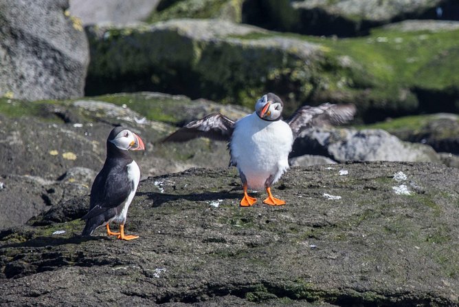 Reykjavik Shore Excursion: Puffin Sightseeing Cruise - Why Akurey Island is the real draw from Reykjavik