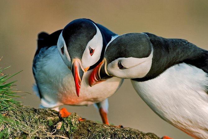 Reykjavik Shore Excursion: Puffin Sightseeing Cruise - Getting to Skarfabakki Harbour without last-minute stress