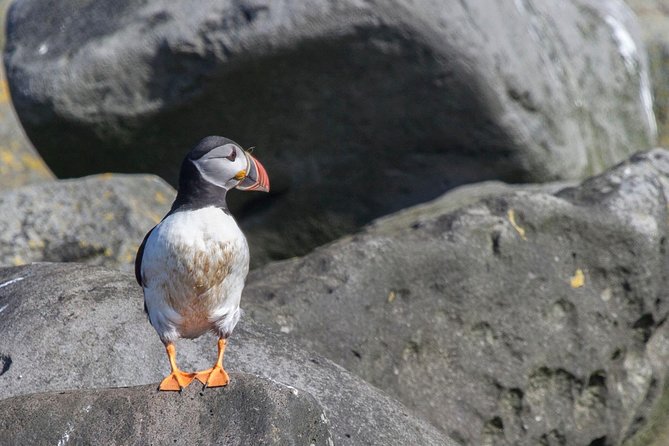 Reykjavik Shore Excursion: Puffin Sightseeing Cruise - On board: expert commentary, binoculars, and coffee
