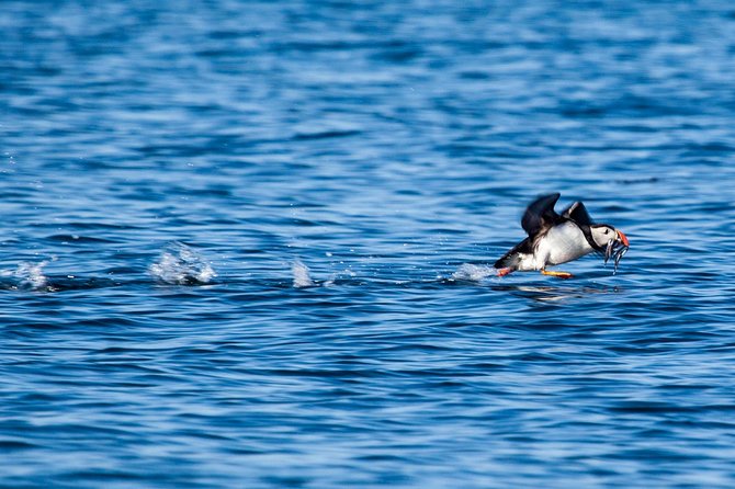 Reykjavik Shore Excursion: Puffin Sightseeing Cruise - Watching puffins up close (within the rules) and what else you’ll spot