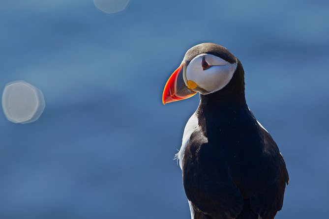 Reykjavik Shore Excursion: Puffin Sightseeing Cruise - Where you sit really affects photos and comfort