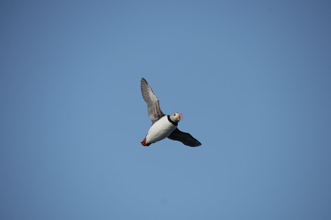Reykjavik Shore Excursion: Puffin Sightseeing Cruise - Timing your departure: more puffins, fewer crowds, better vibes