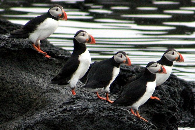Reykjavik Shore Excursion: Puffin Sightseeing Cruise - Price and value: what you get for about $63.51