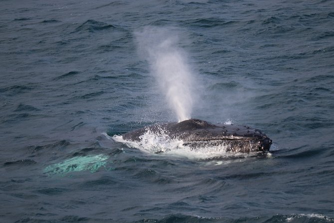 Reykjavik Shore Excursion: Whale-Watching Cruise - Key Things I’d Know Before You Go