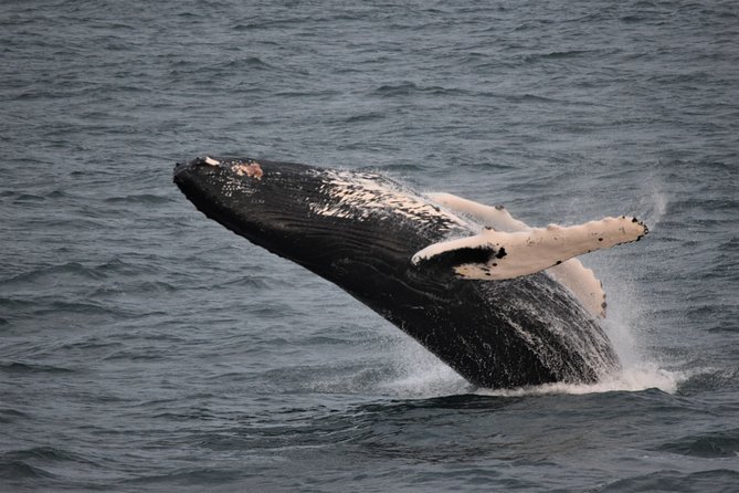 Reykjavik Shore Excursion: Whale-Watching Cruise - Faxaflói Bay and the Species You’re Listening For