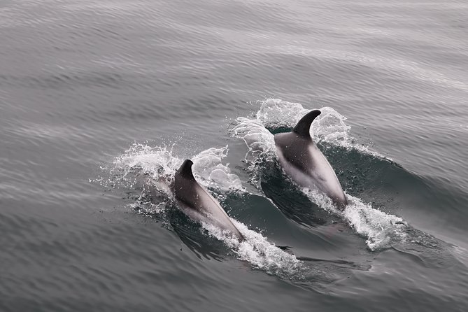 Reykjavik Shore Excursion: Whale-Watching Cruise - The Two Cruise Options: Calm 3.5 Hours vs High-Speed 2.5