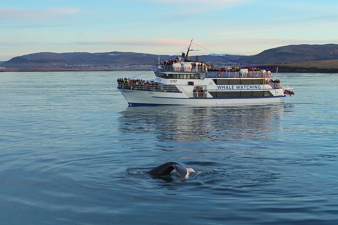 Reykjavik Shore Excursion: Whale-Watching Cruise - The Guide’s Job: Spotting Whales Without Guesswork