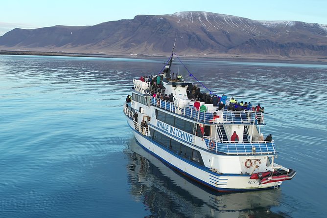 Reykjavik Shore Excursion: Whale-Watching Cruise - Weather, Sea Conditions, and How to Stay Happy