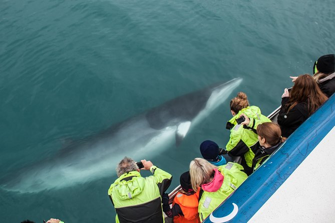 Reykjavik Shore Excursion: Whale-Watching Cruise - Skarfabakki Harbour: Where You Start and How Early to Be