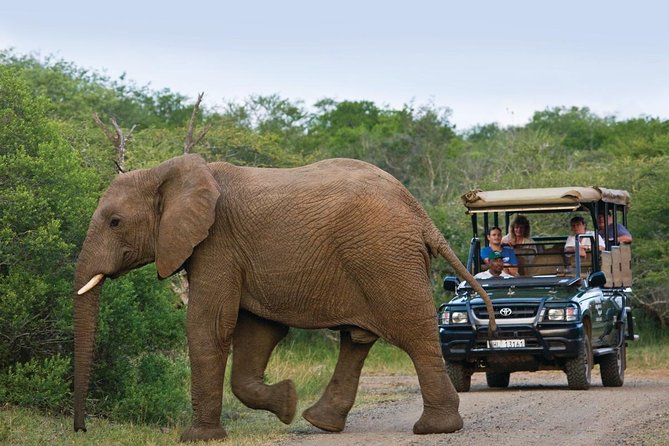 Richards Bay Shore Excursion: Pvt Small Group Hluhluwe & DumaZulu - Key highlights at a glance