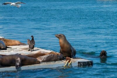 San Diego Shore Excursion: San Diego Seal Tour - The Land Portion: Harbor Stories, Military Stations, and Airport Views