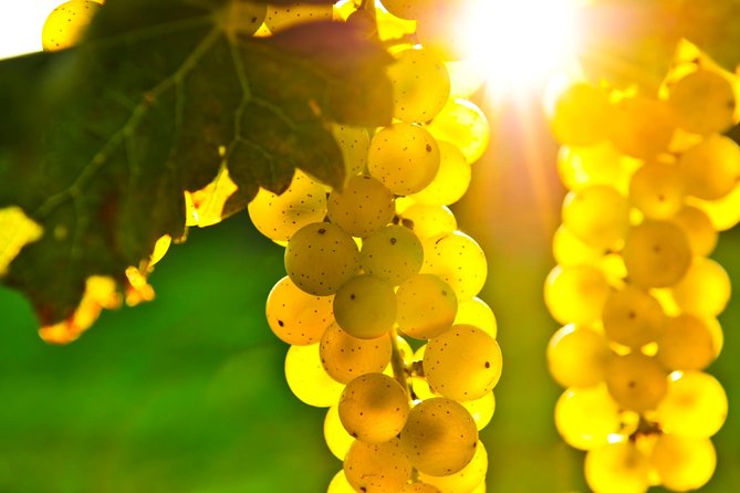 San Francisco Shore Excursion: Napa & Sonoma Full-Day Wine Tour - Sonoma Plaza lunch break: your best chance to steer the day