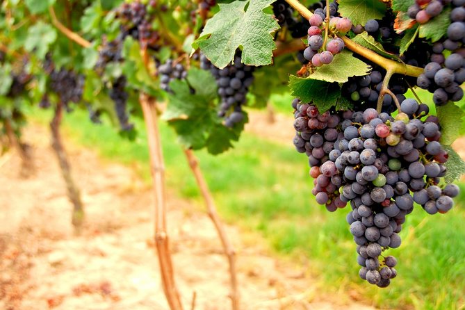 San Francisco Shore Excursion: Napa & Sonoma Full-Day Wine Tour - Madonna Estate in Carneros: why this stop sets the tone