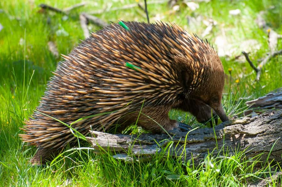 Sapphire Coast: 7h Shore Excursion with Aussie Morning Tea - Price and what you actually get for $148